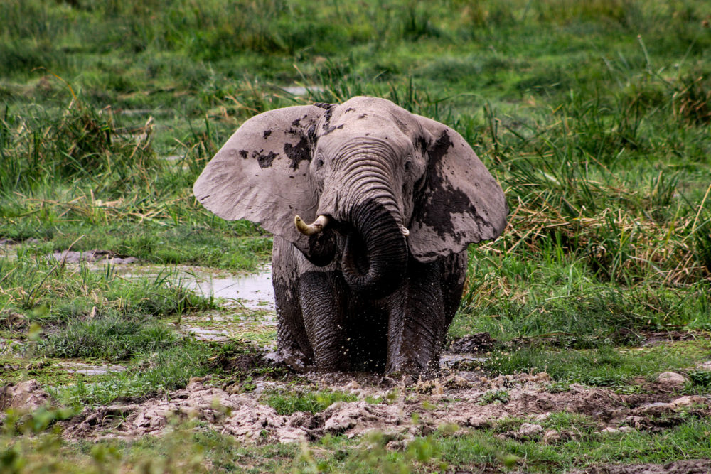 Elephant Wading