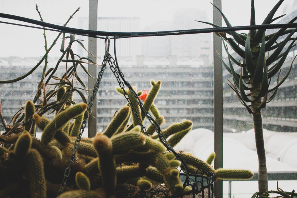 Barbican Cacti