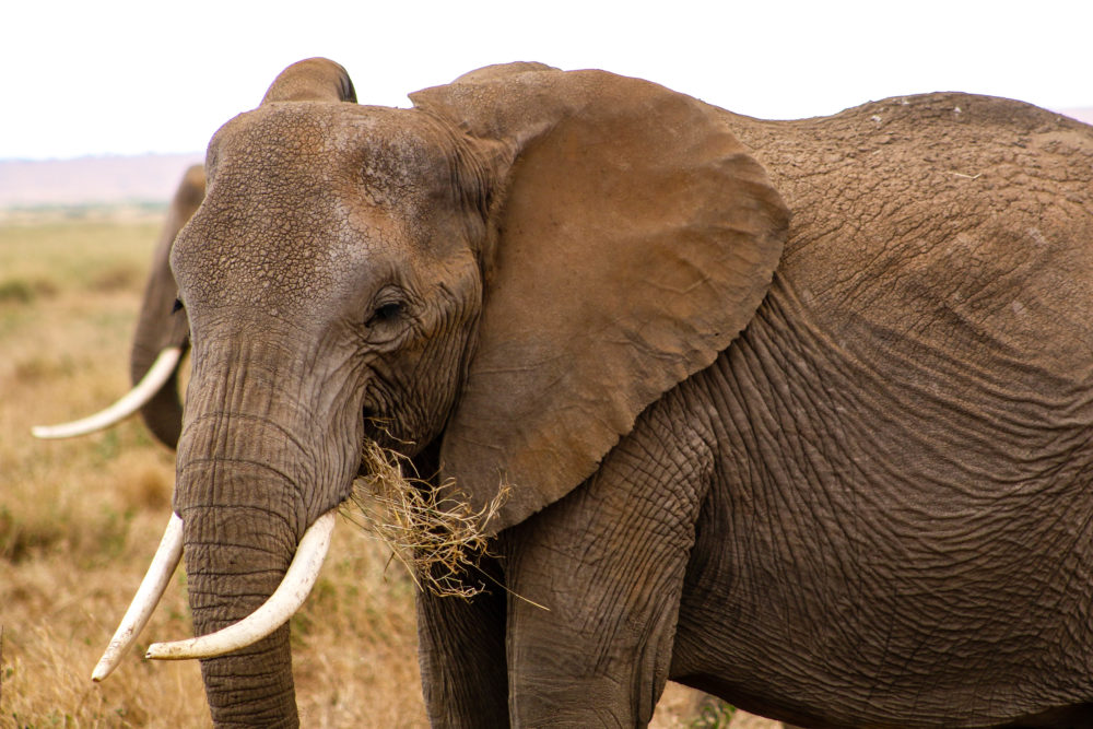 12 Wrinkled Elephant