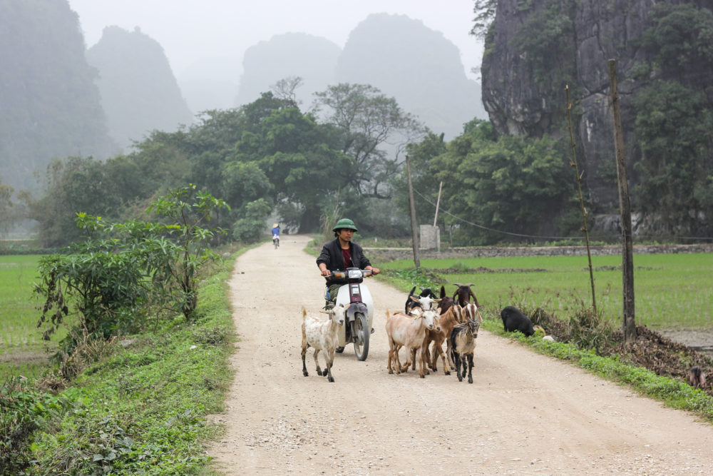 Vietnamese Goat Herder
