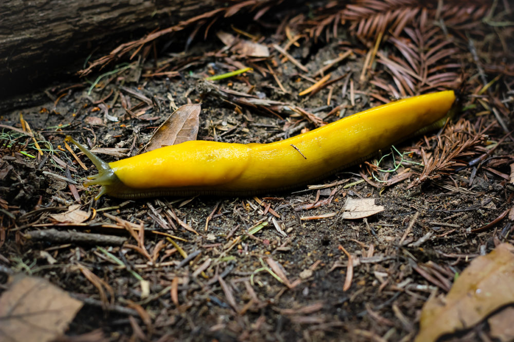 Yellow Slug