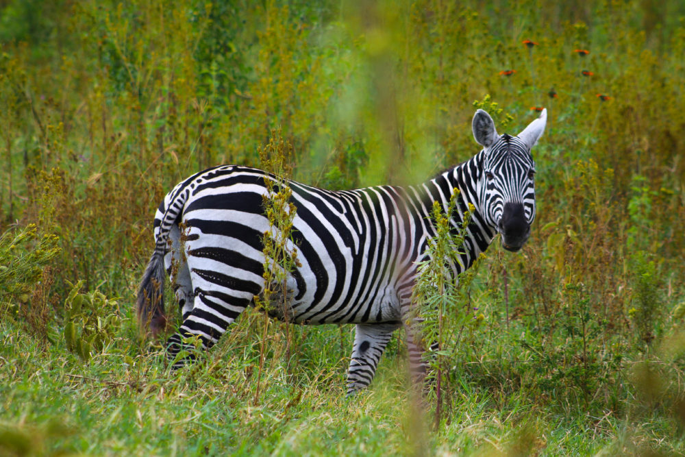 Zebra Contrast