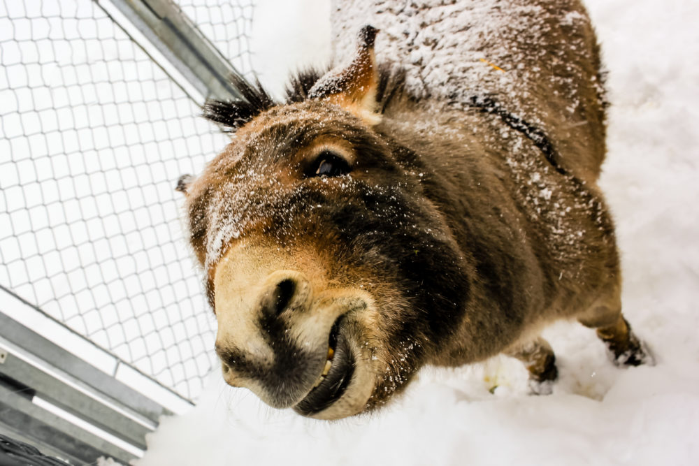 Frosted Donkey